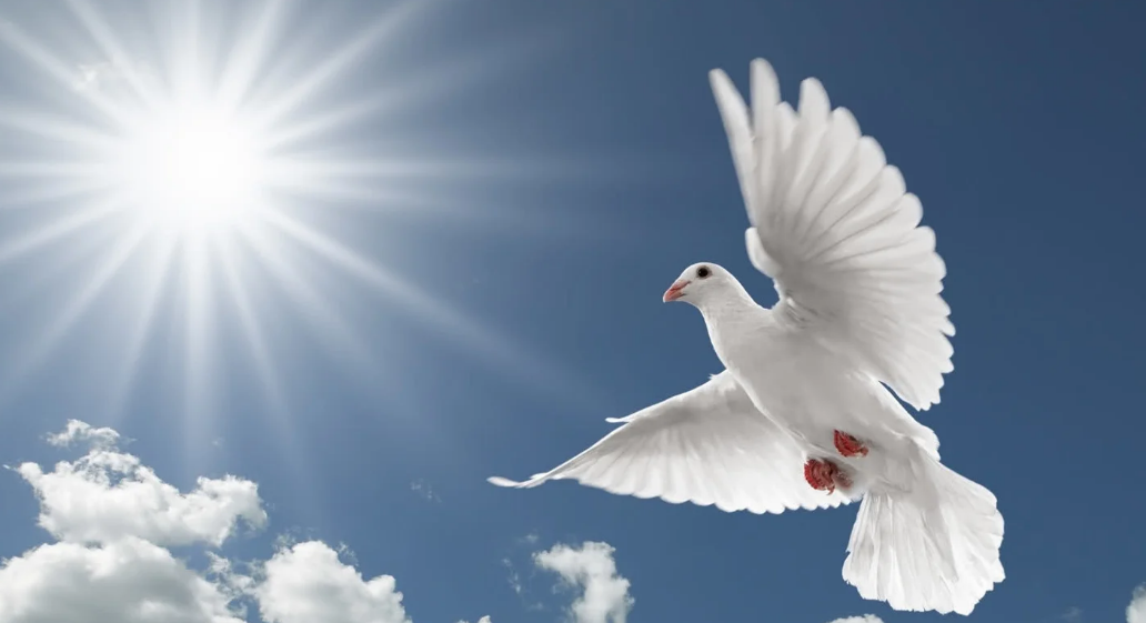 White dove symbolizing peace and remembrance